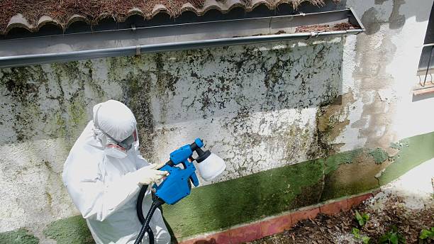 Mold Removal service in Cordova